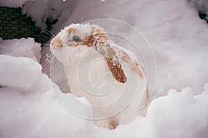 White and brown rabbit in snow