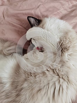 Sleeping ragdoll cat