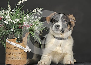 White with brown and red mongrel dog with flowers in basket