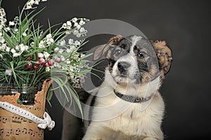 White with brown and red mongrel dog with flowers in basket