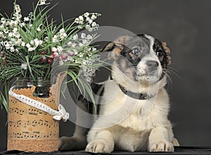 White with brown and red mongrel dog with flowers in basket