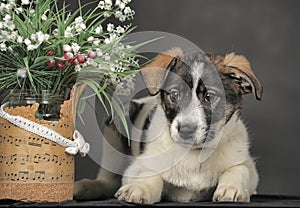 White with brown and red mongrel dog with flowers in basket