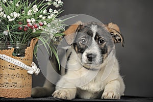 White with brown and red mongrel dog with flowers in basket