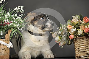 White with brown and red mongrel dog with flowers in basket
