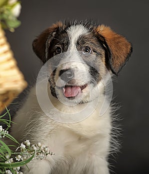 White with brown and red mongrel dog with flowers in basket