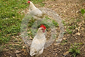 White and brown roosters in the garden with red crest and wattles Italy, Europe