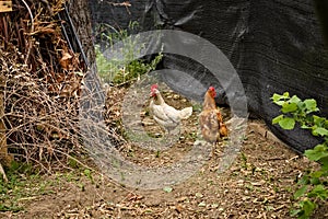 White and brown roosters in the garden with red crest and wattles Italy, Europe