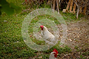 White and brown roosters in the garden with red crest and wattles Italy, Europe