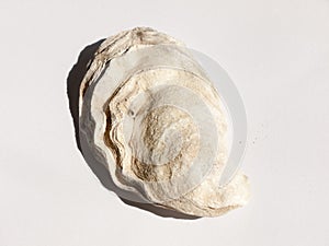 a white and brown rough textured oyster shell on a white background