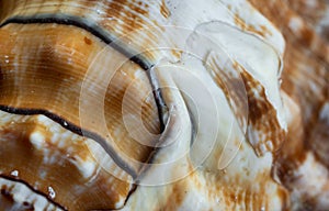 White and brown sea snail shell. background