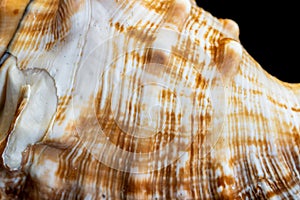 White and brown sea snail shell. background