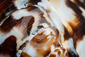 White and brown sea snail shell. background