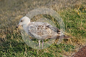 White brown seagull close up