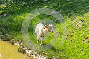 White-brown sheep. An animal with large swirling horns grazes ag