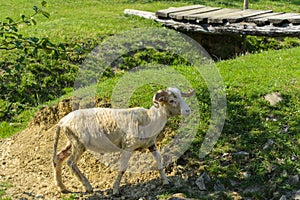 White-brown sheep. An animal with large swirling horns grazes ag