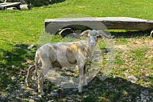 White-brown sheep. An animal with large swirling horns grazes ag