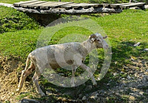 White-brown sheep. An animal with large swirling horns grazes ag