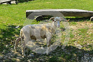 White-brown sheep. An animal with large swirling horns grazes ag