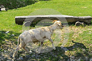 White-brown sheep. An animal with large swirling horns grazes ag