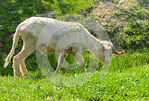 White-brown sheep. An animal with large swirling horns grazes ag