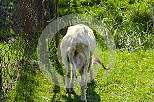 White-brown sheep. An animal with large swirling horns grazes ag