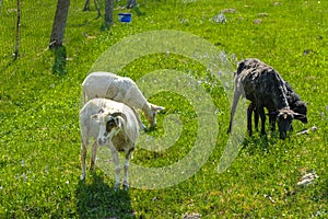 White-brown sheep. An animal with large swirling horns grazes ag