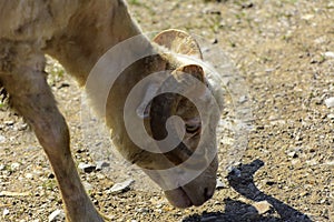 White-brown sheep. An animal with large swirling horns grazes ag