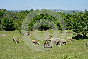 White and brown sheep grazing in the meadow