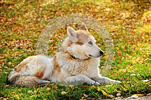 White brown shepherd dog lying on grass and autunm leaves