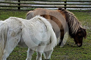 White and brown Shetland Pony on paddock