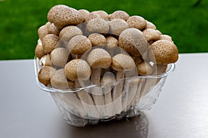 White and brown shimeji edible mushrooms native to East Asia, buna-shimeji is widely cultivated and rich umami tasting compounds