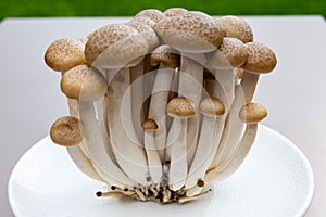 White and brown shimeji edible mushrooms native to East Asia, buna-shimeji is widely cultivated and rich umami tasting compounds