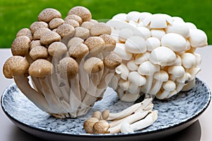 White and brown shimeji edible mushrooms native to East Asia, buna-shimeji is widely cultivated and rich umami tasting compounds