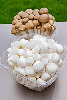 White and brown shimeji edible mushrooms native to East Asia, buna-shimeji is widely cultivated and rich umami tasting compounds