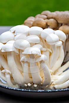 White and brown shimeji edible mushrooms native to East Asia, buna-shimeji is widely cultivated and rich umami tasting compounds