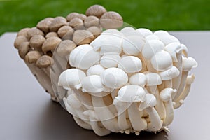 White and brown shimeji edible mushrooms native to East Asia, buna-shimeji is widely cultivated and rich umami tasting compounds