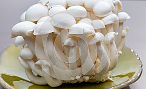 White and brown shimeji edible mushrooms native to East Asia, buna-shimeji is widely cultivated and rich umami tasting compounds