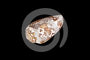 White-brown small conical sea shell isolated on black background