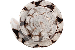 White with brown spots seashell with spiral, macro, close-up, isolate on a white background