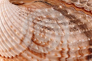 White with brown spots seashell with spiral, macro, close-up, isolate on a white background