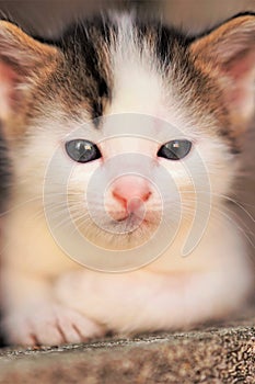 White with brown spots small baby kitten portrait, cute kitty closeup face