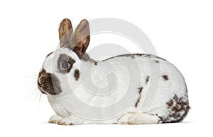 White and brown spotted Rabbit isolated on white