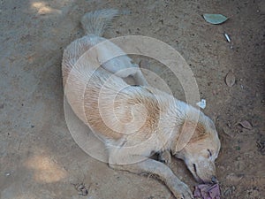 White and brown stray dog â€‹â€‹lying on the sand