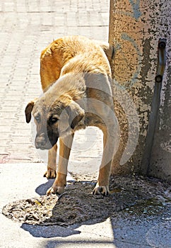 White and brown street dog urinating on a wall