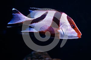 White and Brown striped fish swimming in dark water