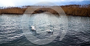 White brown swans on lake Ohrid, Macedonia
