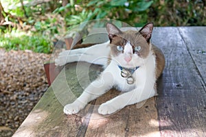 White and brown Thai cat with blue eyes look at a camera