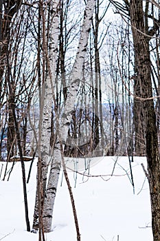 White and brown trees in a snowy landscape