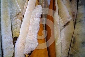 White and brown wool texture background. Natural fluffy fur sheep wool skin texture. Real sheep's wool, close-up