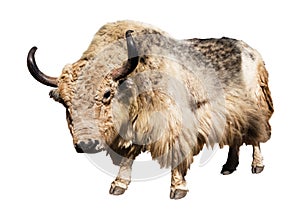 White and brown yak isolated on white background